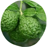 Wild Lime Fruit