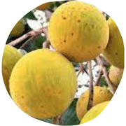 Wild Mangosteen Fruit