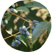 Wild Olive Fruit