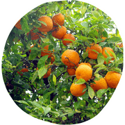 Wild Orange Fruit