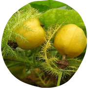 Wild Water Lemon