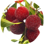 Yumberry Fruit