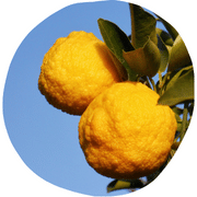 Yuzu Fruit