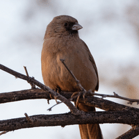 Aberts Towhee