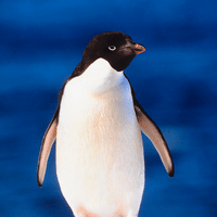 Adelie Penguin