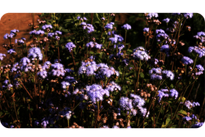 Ageratum