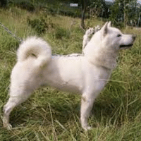 Ainu Dog
