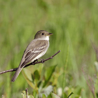 Alder Flycatcher