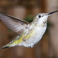 Allens Hummingbird