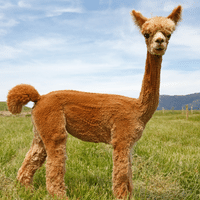 Alpaca