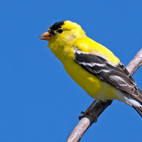 American Goldfinch