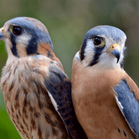 American Kestrel