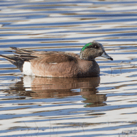 American Wigeon