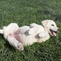 Anatolian Shepherd Dog