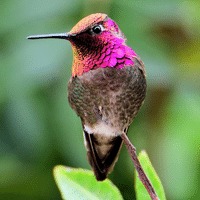 Annas Hummingbird