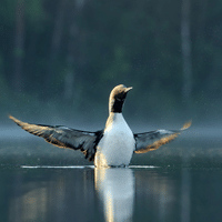 Arctic Loon