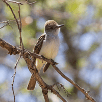 Ash throated Flycatcher