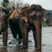 Asian Elephant