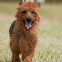 Australian Terrier