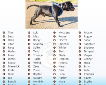 200+ Badass Dog Names (Male, Female) Gangster, Unique