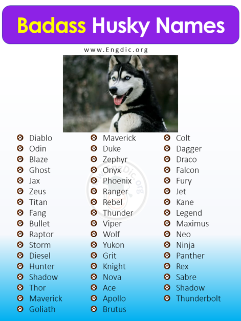 300+ Best Husky Names (Male, Female, Unique, Exotic) – EngDic