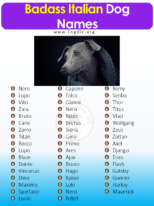 300+ Best Italian Dog Names (Male, Female) - EngDic