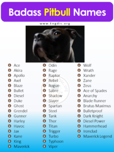 500+ Best Unique Pitbull Names (Male, Female) - EngDic