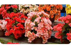 Begonia plant