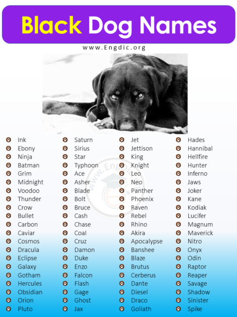 500+ Most Popular Black Dog Names (Male, Female) - EngDic