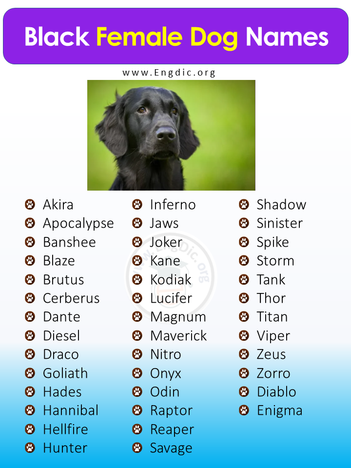 500 Most Popular Black Dog Names Male Female EngDic