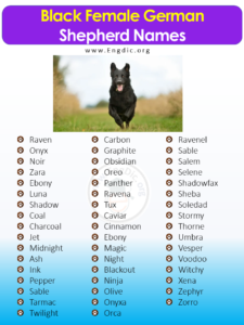 300+ Female German Shepherd Names (Most Popular) - EngDic