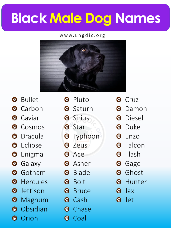 500+ Most Popular Black Dog Names (Male, Female) - EngDic