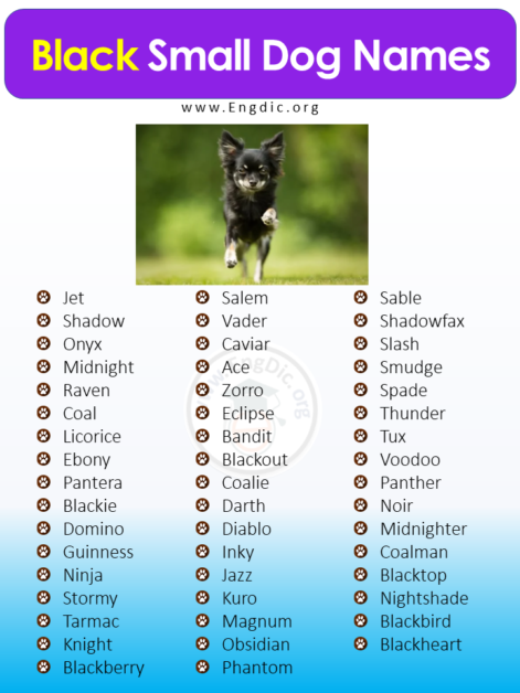 400+ Cutest Small Dog Names (Male, Female) - EngDic