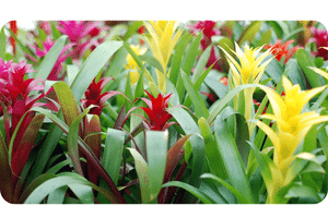 Bromeliad plant