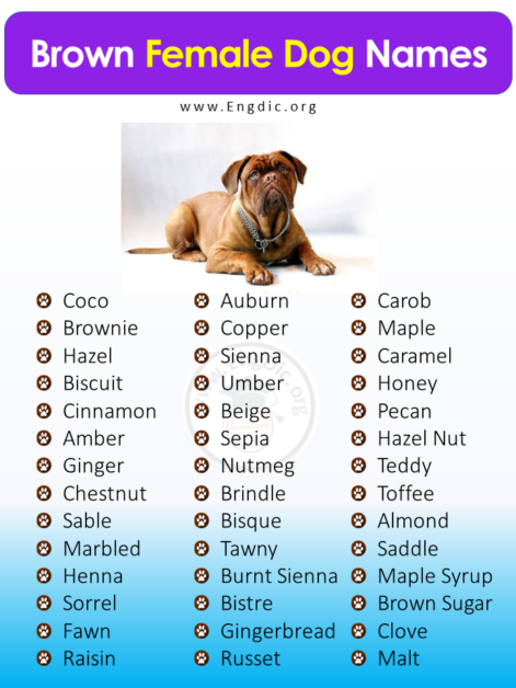 400 Unique Brown Dog Names Male Female Pups EngDic
