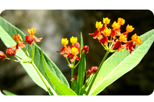 Butterfly weed plant
