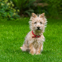 Cairn Terrier