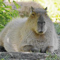 Capybara