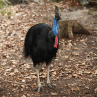 Cassowary