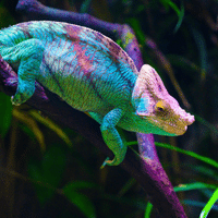 Chameleon