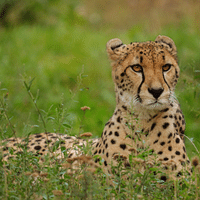 Cheetah