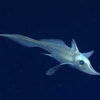 Chimaera