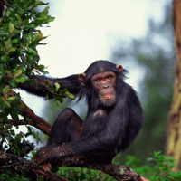 Chimpanzee