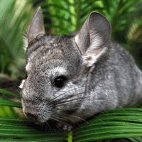 Chinchilla