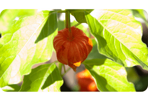 Chinese lantern plant