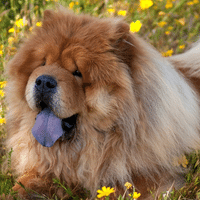 Chow Chow