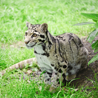 Clouded Leopard