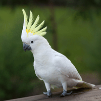 Cockatoo