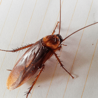 Cockroach