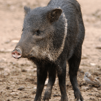 Collared Peccary